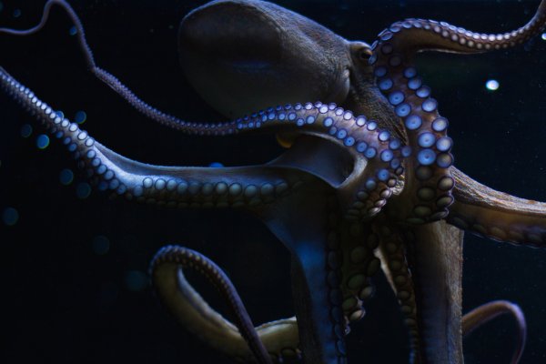 Kraken сайт покупок